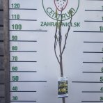 Magnólia (Magnolia × brooklynensis) ´YELLOW LANTERN´ - výška 110-120 cm, kont. C5L (-24°C) - NA KMIENKU